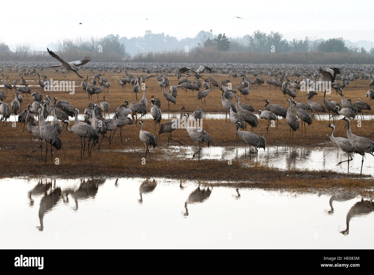 Hula valley cranes hi-res stock photography and images - Alamy