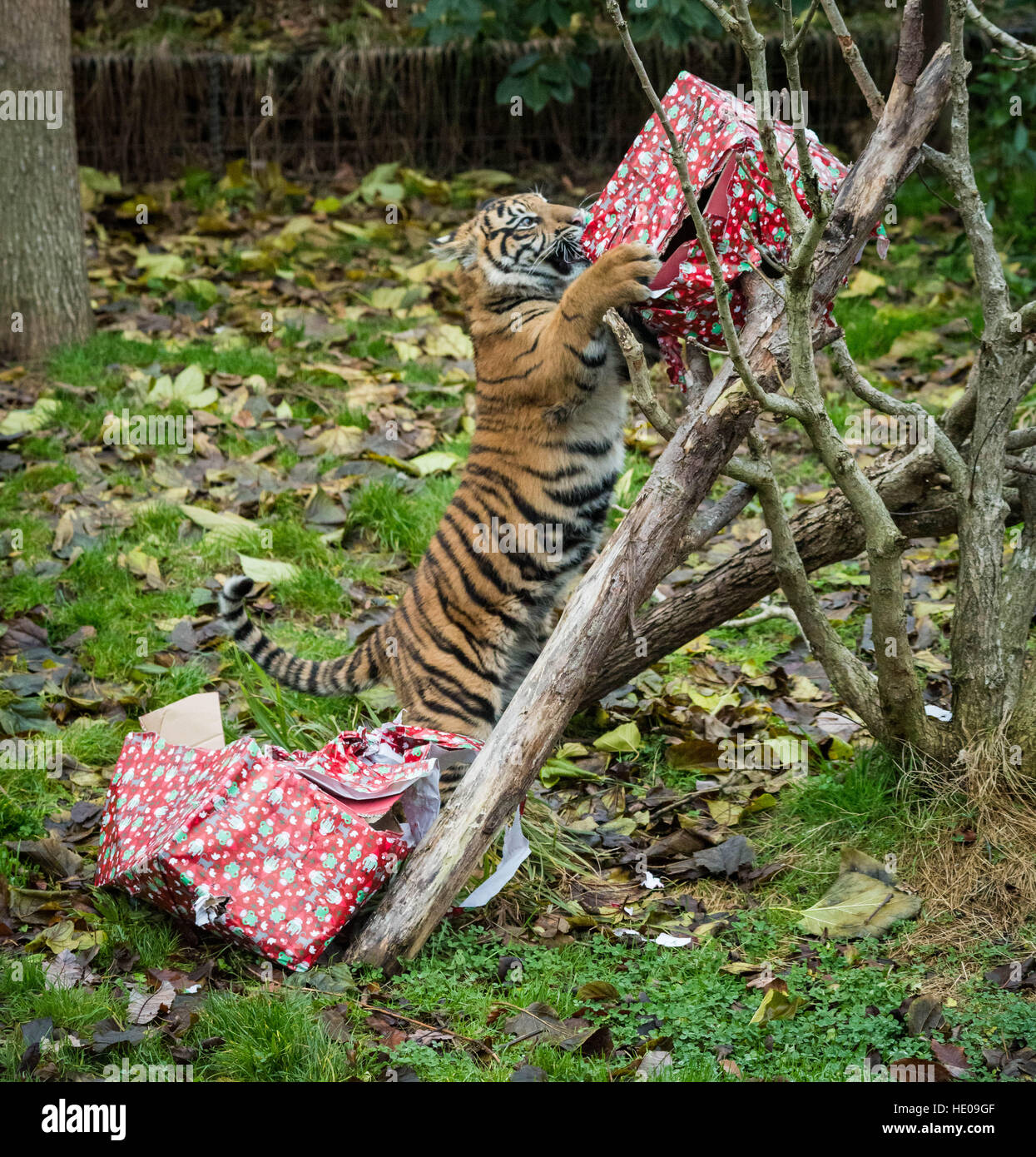 Sumatran Tiger Cub 51017 6 Week Editorial Stock Photo - Stock Image