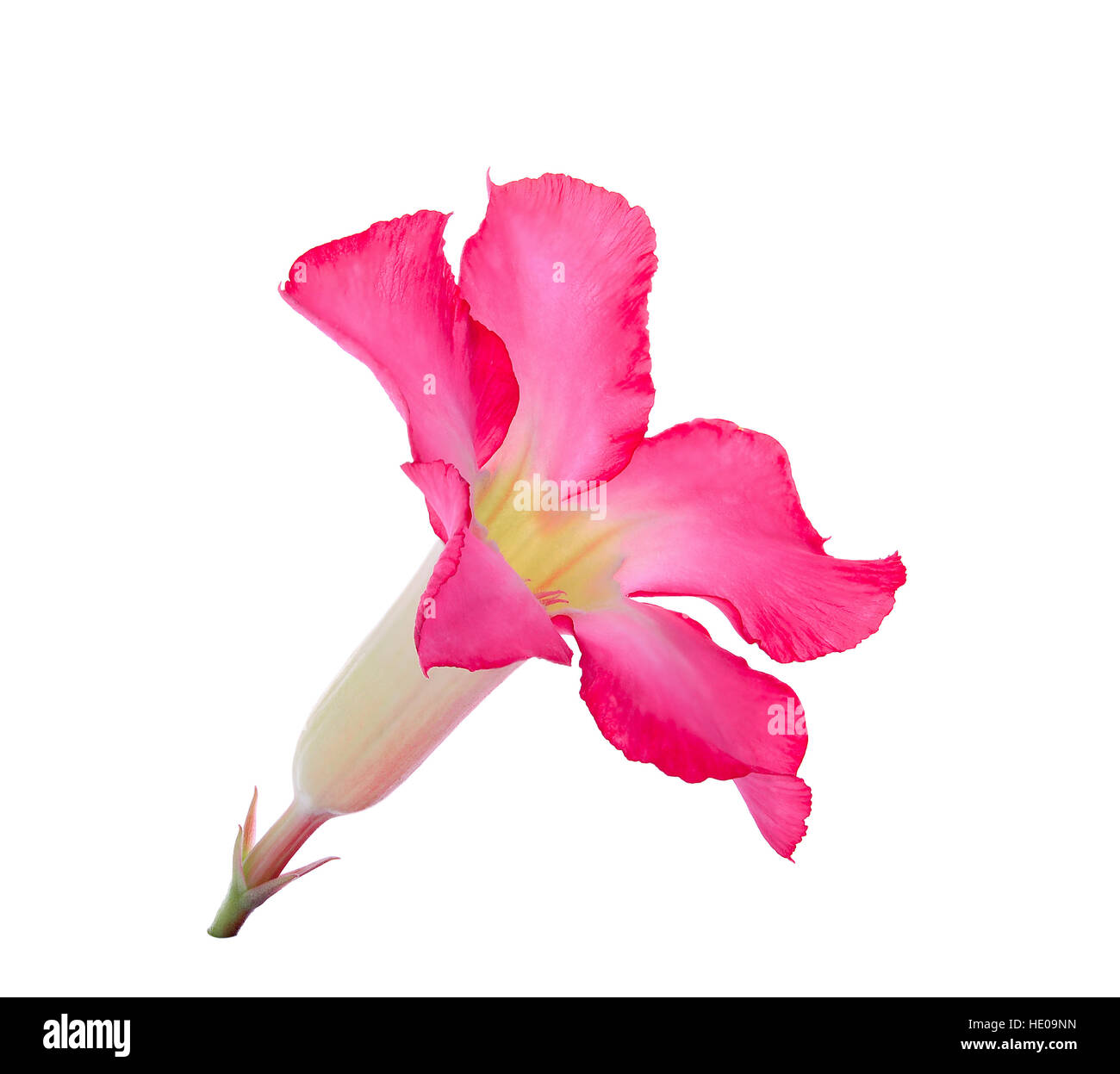 Adenium flower leaf isolated on hi-res stock photography and images - Alamy