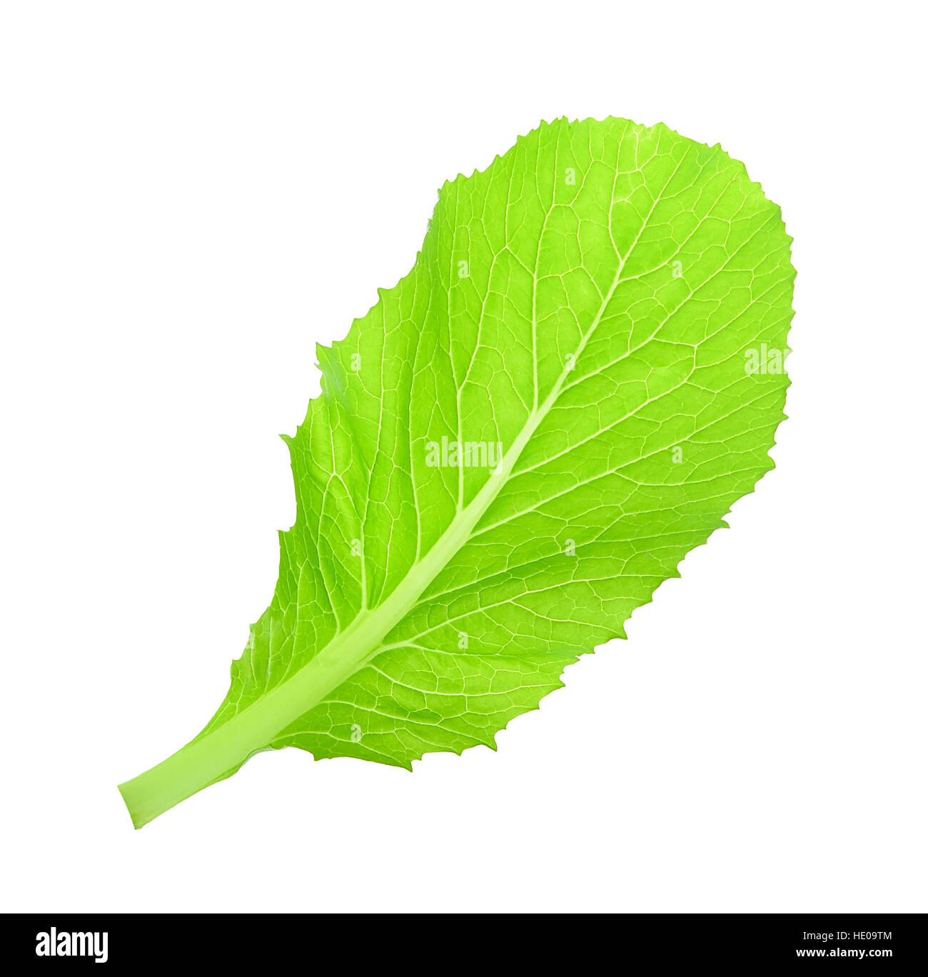 Leaf of choy sum a kind of chinese vegetable isolated on white Stock ...