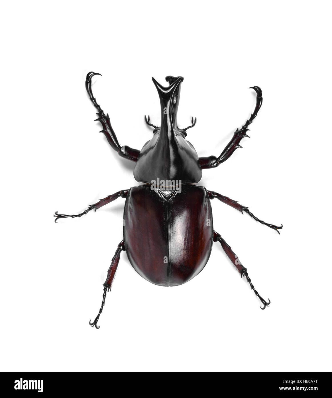 Male Rhinoceros beetle, Hercules beetle, Unicorn beetle, Horn beetle
