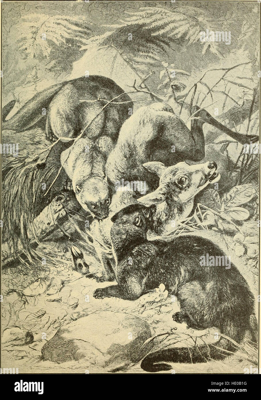'Animals in Action' (1901) examines the behavior, habits, and ...