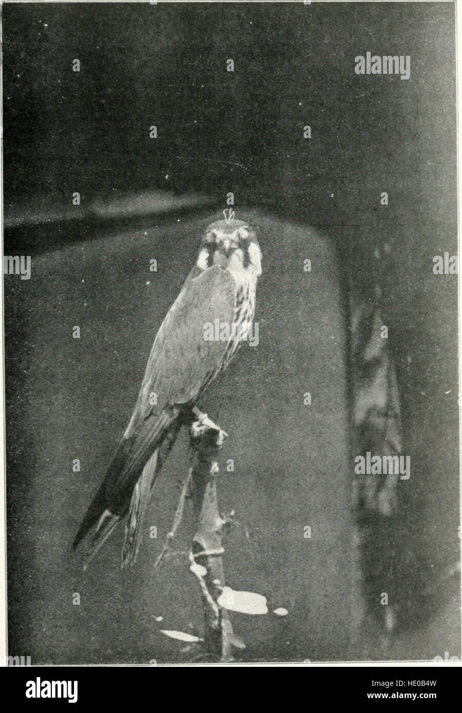 The Baz-nama-yi Nasiri, a Persian treatise on falconry; (1908) Stock Photo