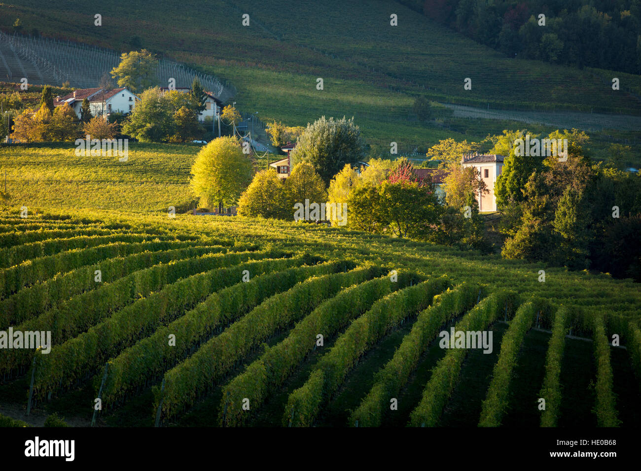 Autumn evening sunlight on the vineyards near Barolo, Piemonte, Italy Stock Photo