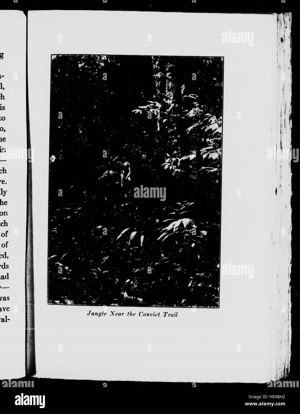 This 1919 work, presented in microform, recounts the author’s experiences in the jungles, focusing on peace, nature, and the spiritual journey in remote regions. Stock Photo