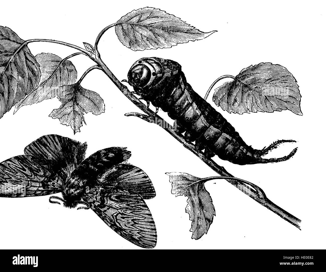 The transformations (or metamorphoses) of insects (1870 Stock Photo - Alamy