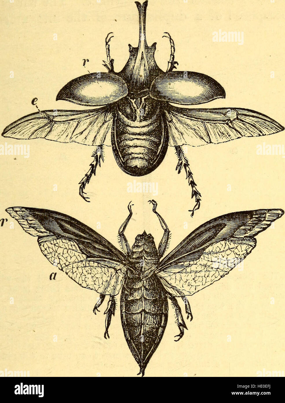 This 1874 work explores the mechanics of animal locomotion, including ...