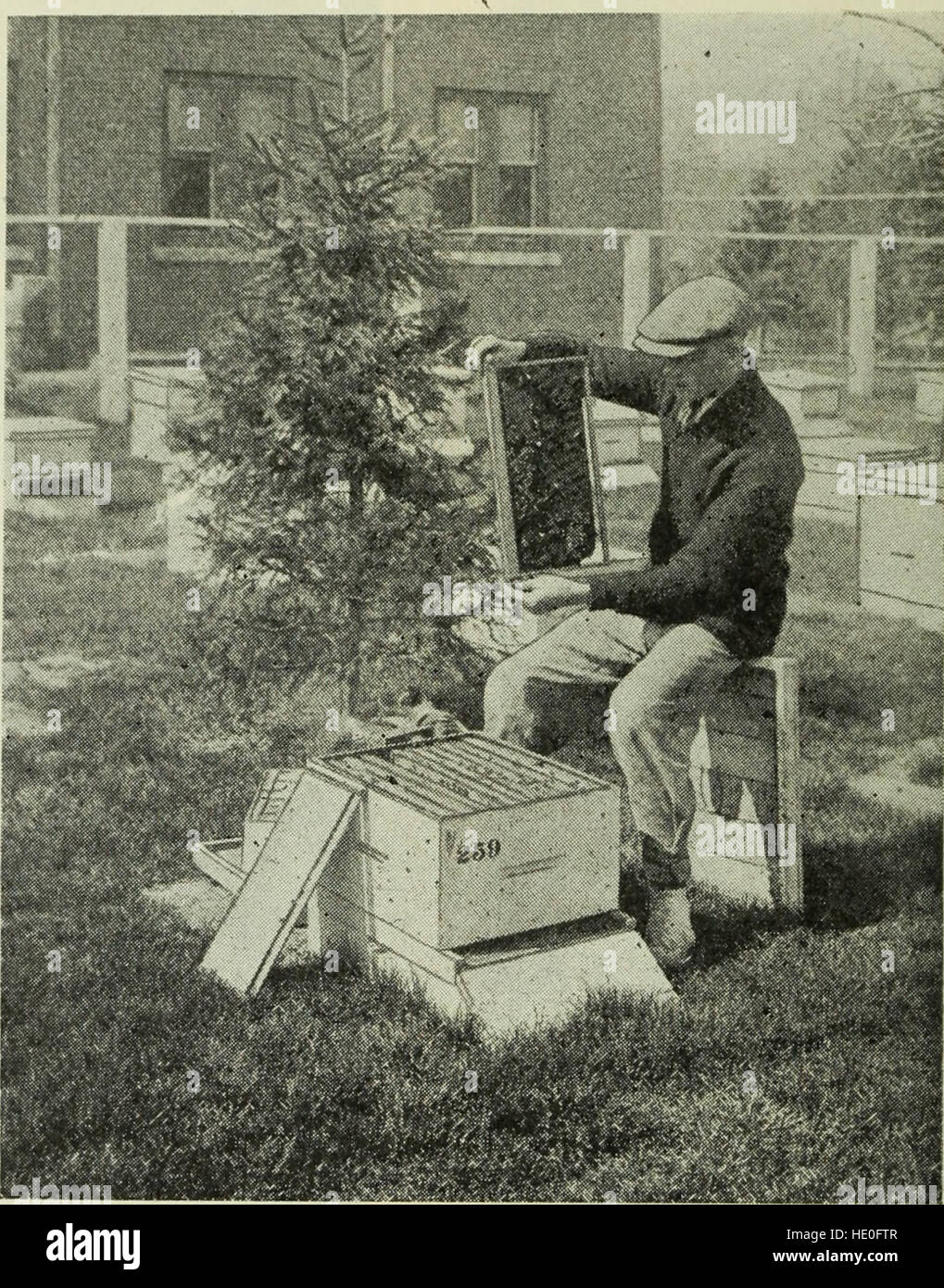 *Bees and How to Keep Them* (1923) provides a comprehensive guide on beekeeping, offering advice on hive management, bee care, and honey production for both beginners and experienced beekeepers. Stock Photo