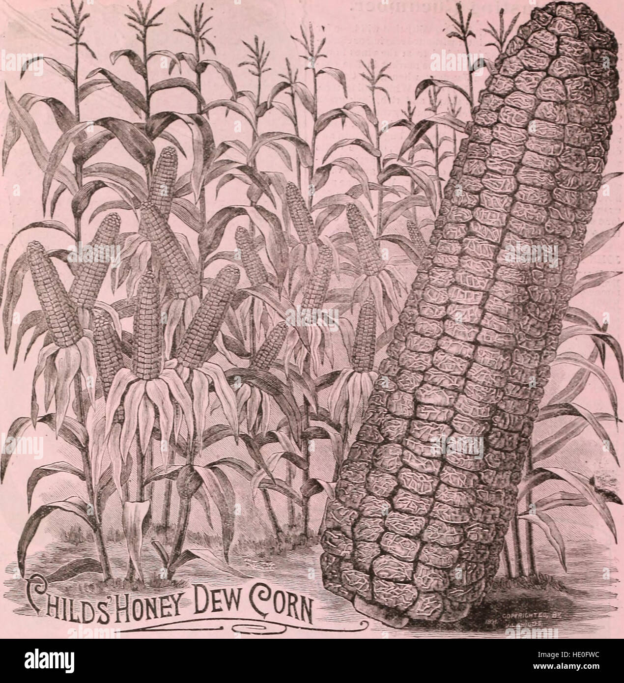 Childs' rare flowers, vegetables, and fruits (1909) Stock Photo