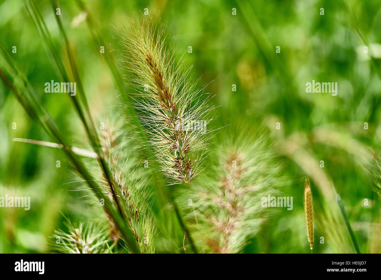 Close up of filigran grass in backlight Stock Photo