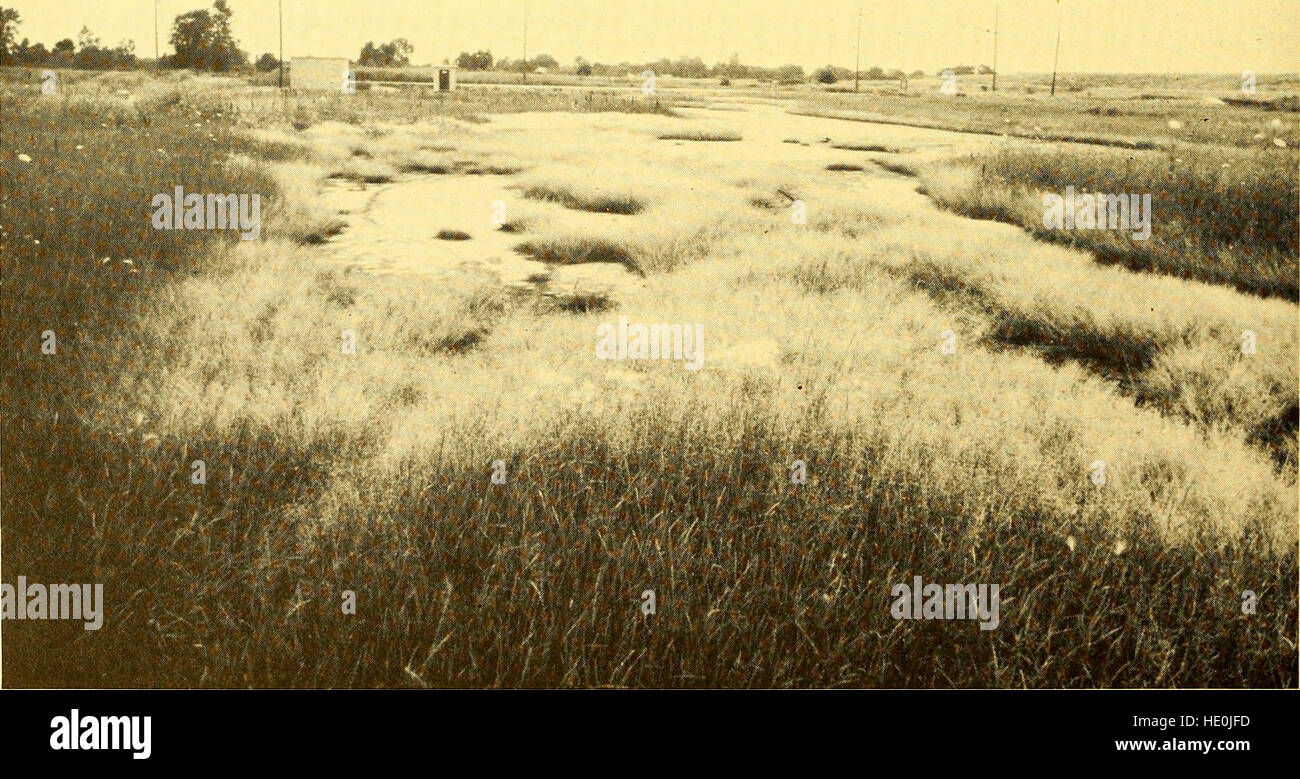 The Canadian field-naturalist (1980 Stock Photo - Alamy