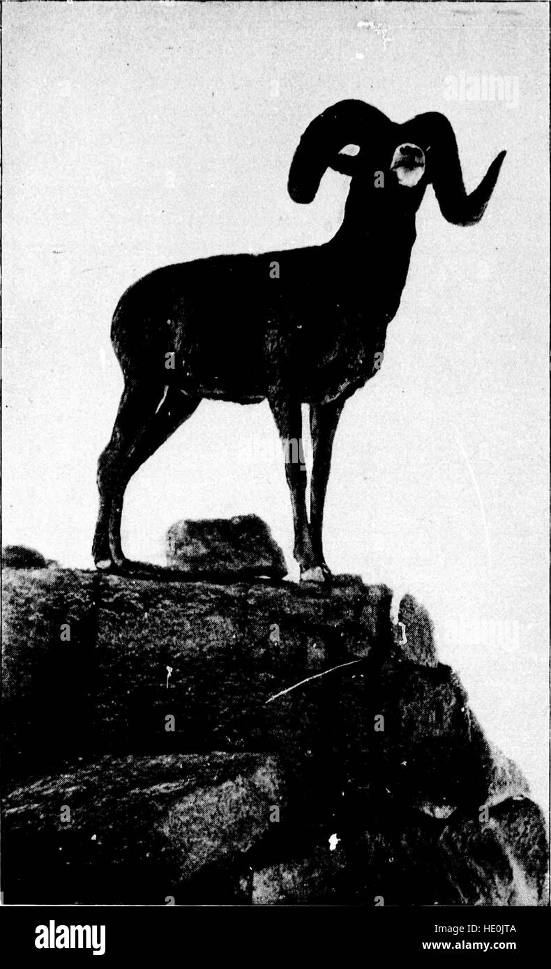 Camp-Fires Of A Naturalist: The Story Of Fourteen: 9781330829721