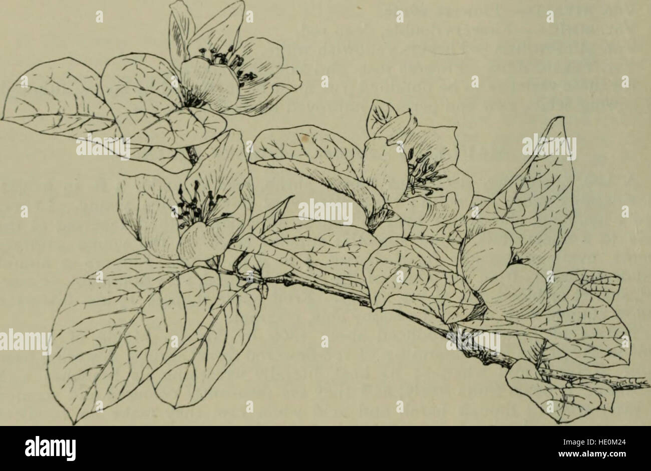 Trees and shrubs, hardy in the British isles (1914 Stock Photo Alamy