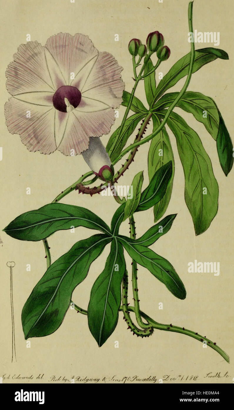 Published in 1815, *The Botanical Register* is a detailed compilation ...