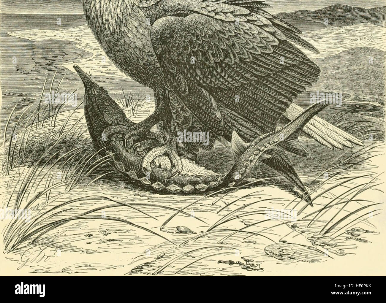 Multi Volume Works Examples *The Royal Natural History* (1893) is a multi-volume work that details ...