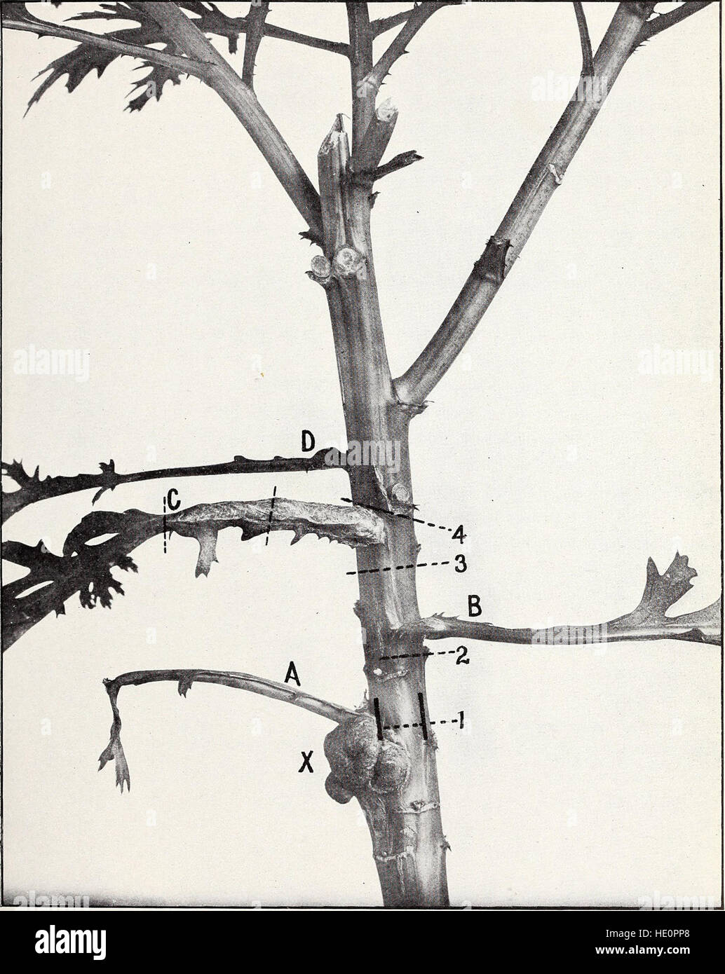 Crown gall plant hi-res stock photography and images - Alamy