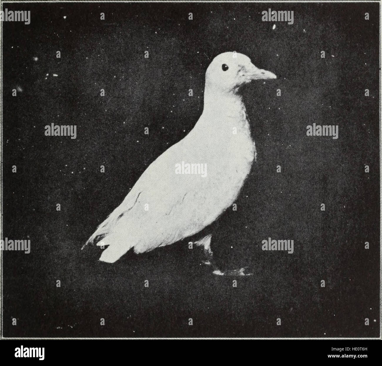 *The Bird, Its Form and Function* (1906) provides an in-depth study of ...