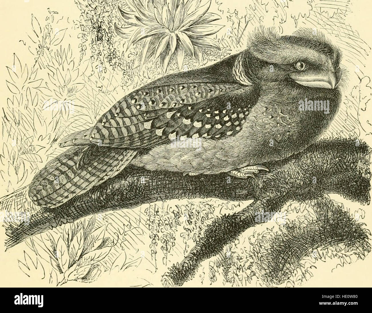 Multi Volume Works Examples 'The Royal Natural History' (1893) is a comprehensive multi-volume work ...