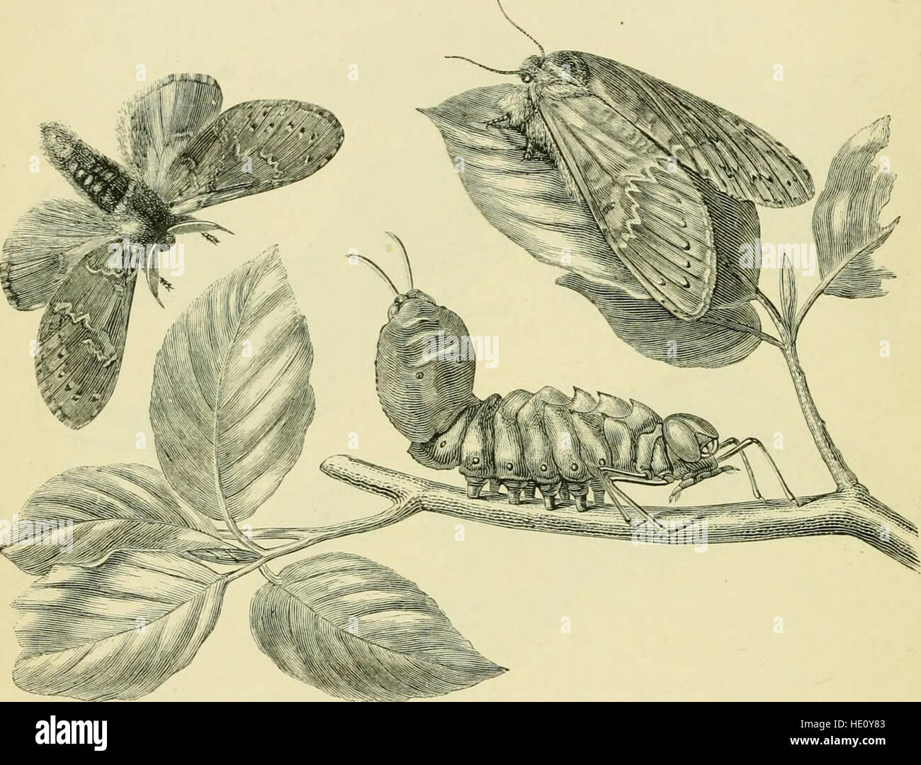 The transformations (or metamorphoses) of insects (Insecta, Myriapoda, Arachnida, and Crustacea) - being an adaptation, for English readers, of M. C389mile Blanchard's 22Metamorphoses, moeurs et instincts Stock Photo