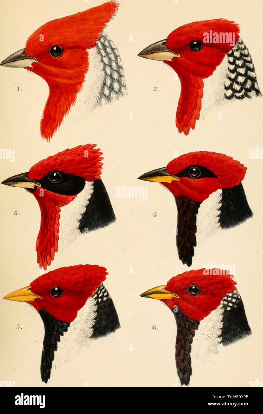 This 1888 catalog lists the bird species housed in the British Museum