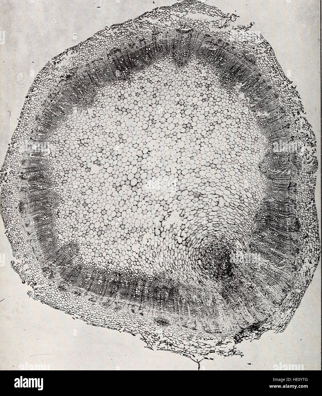 This 1912 study explores the structure and development of crown gall, a ...