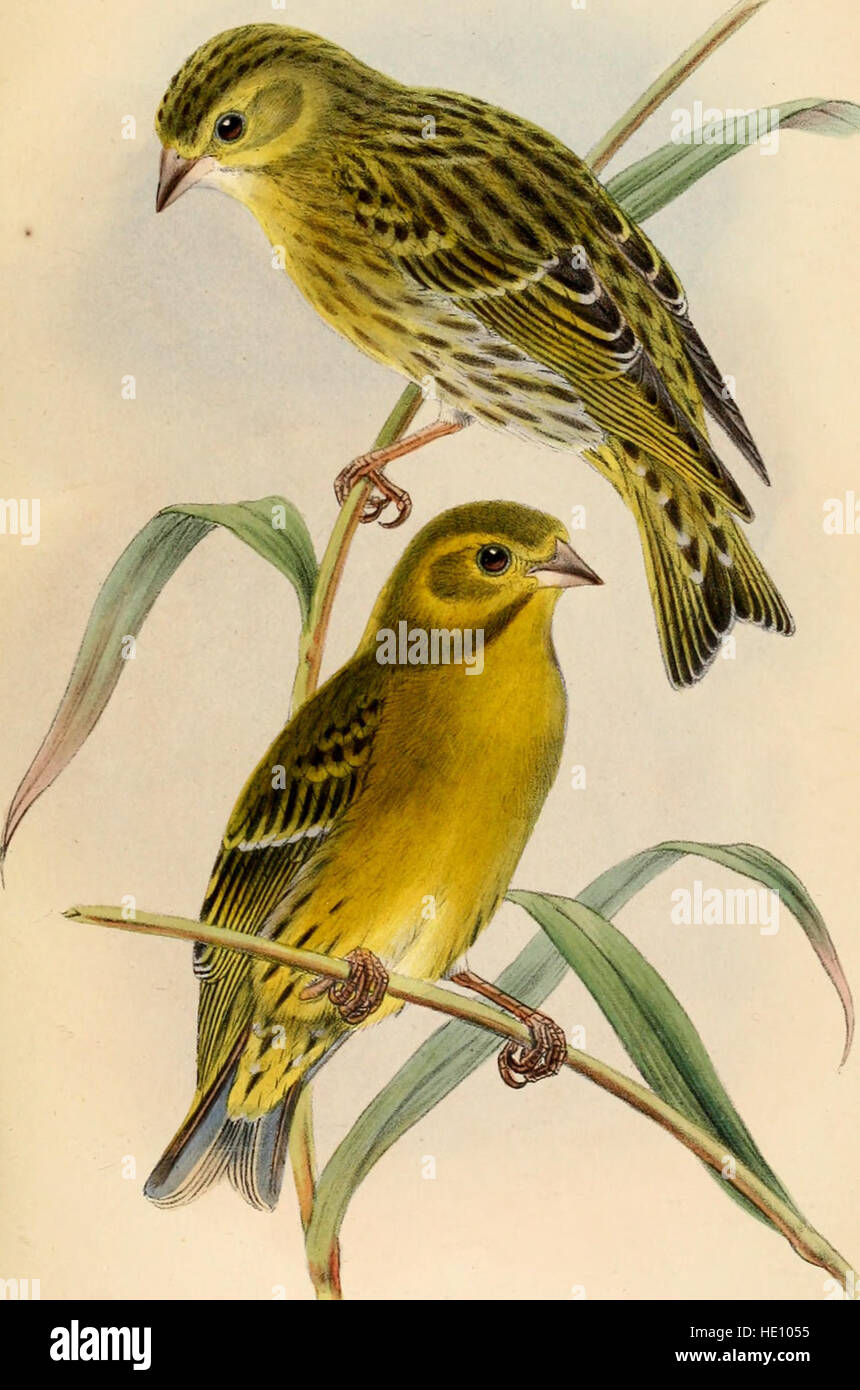 A catalogue from 1888 listing the bird specimens housed in the British