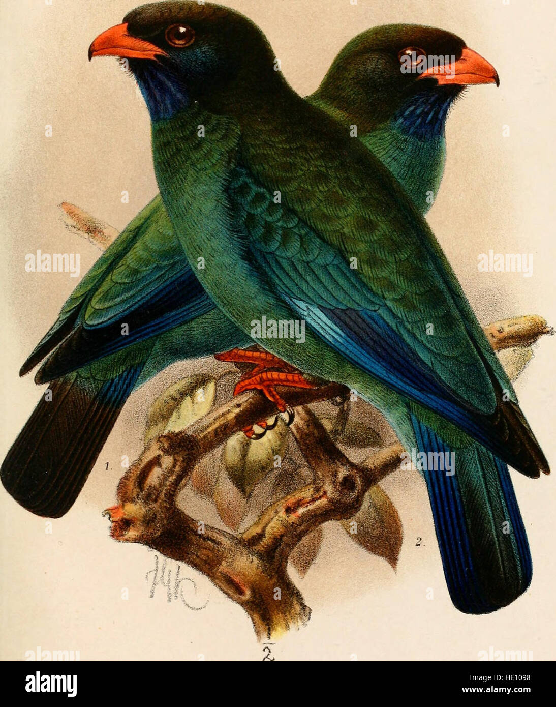The 'Catalogue of Birds in the British Museum' (1892) is a detailed and