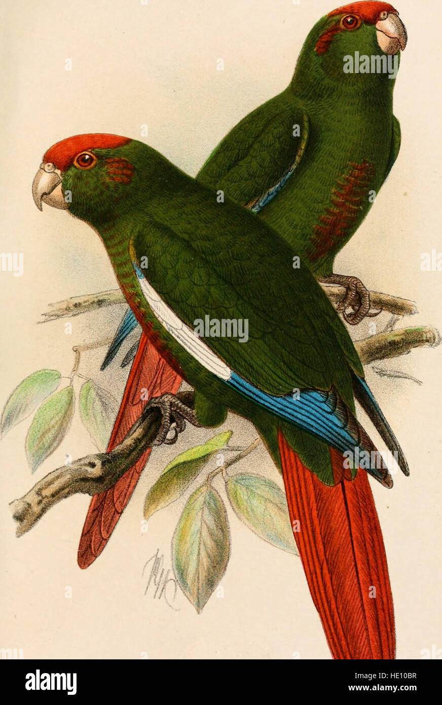 This catalogue provides a comprehensive listing of bird species housed