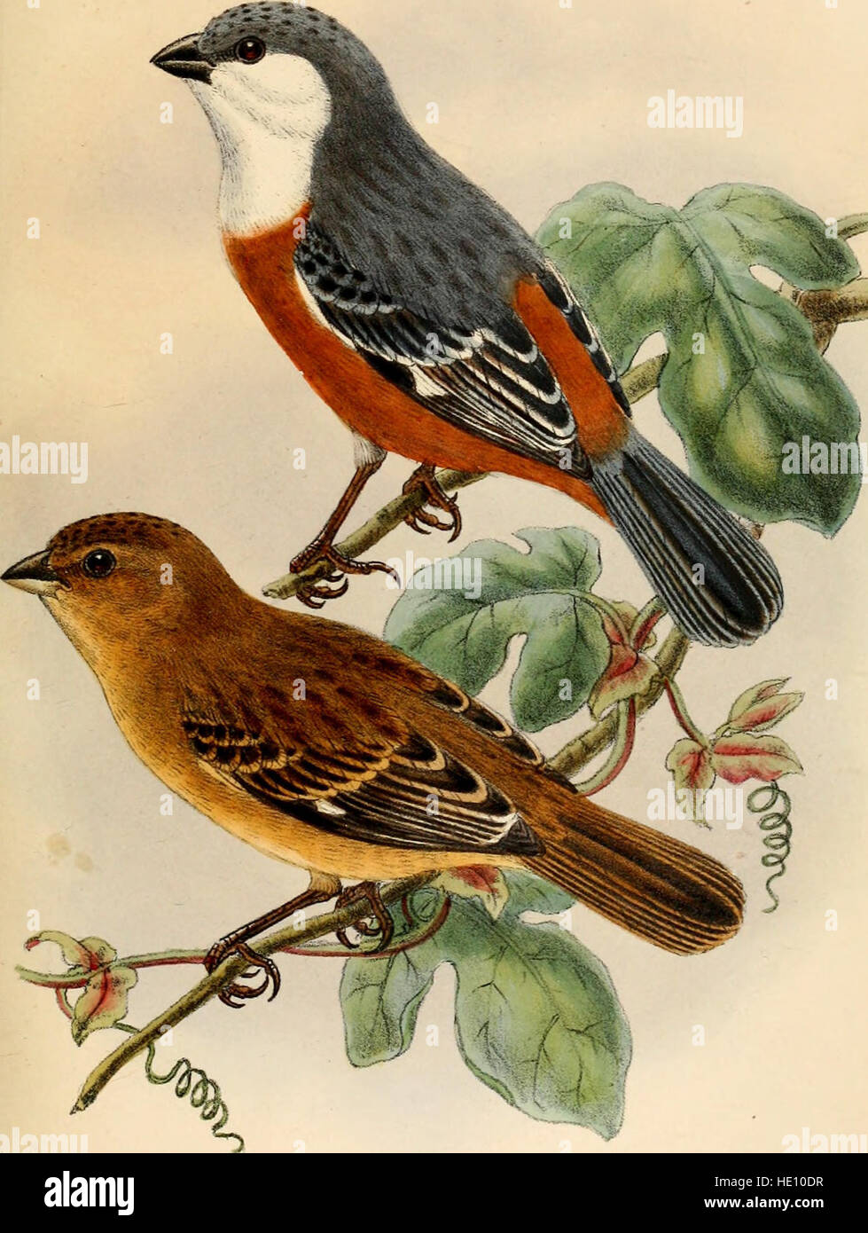 *Catalogue of the Birds in the British Museum* (1888) documents the