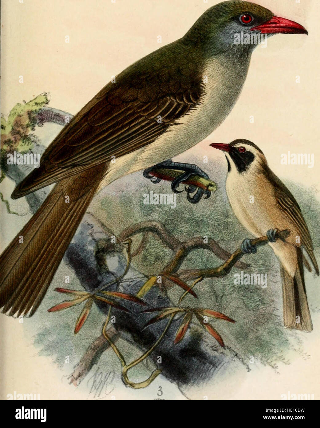 A comprehensive catalogue from 1877 listing bird species held in the