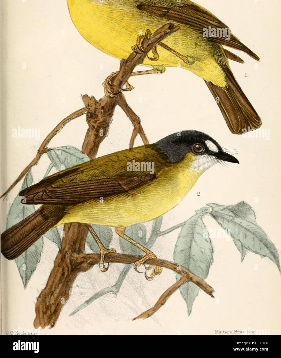 The 1879 catalogue of birds in the British Museum presents a detailed