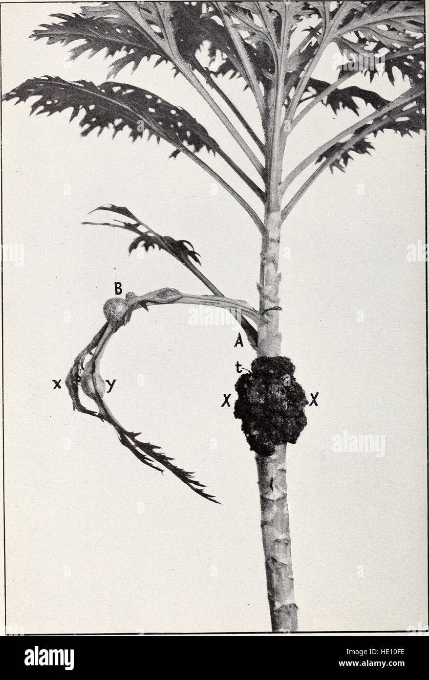This 1912 scientific work explores the causes and development of crown ...