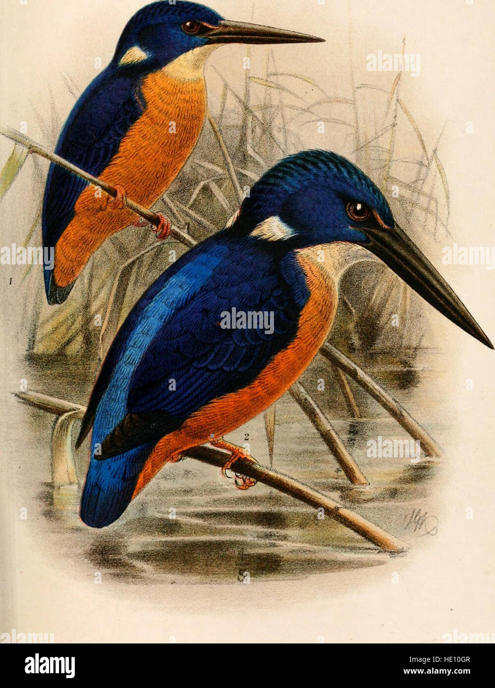 This 1892 catalogue lists bird species housed in the British Museum