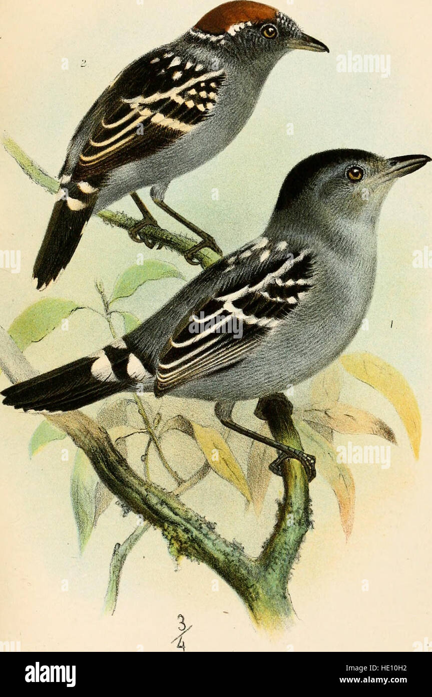 The Catalogue of the Birds in the British Museum (1890) is a