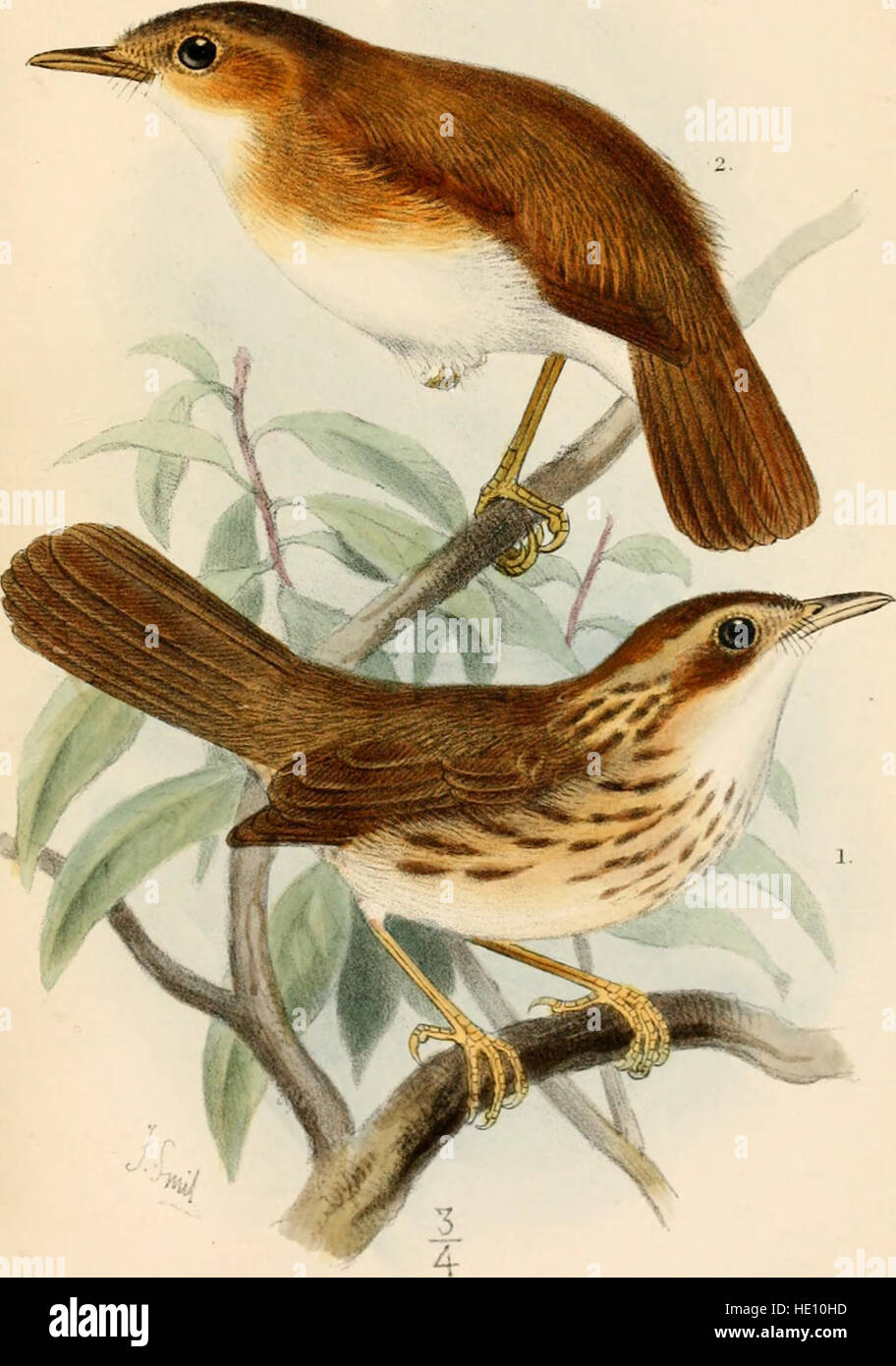 *Catalogue of the Birds in the British Museum* (1883) presents an