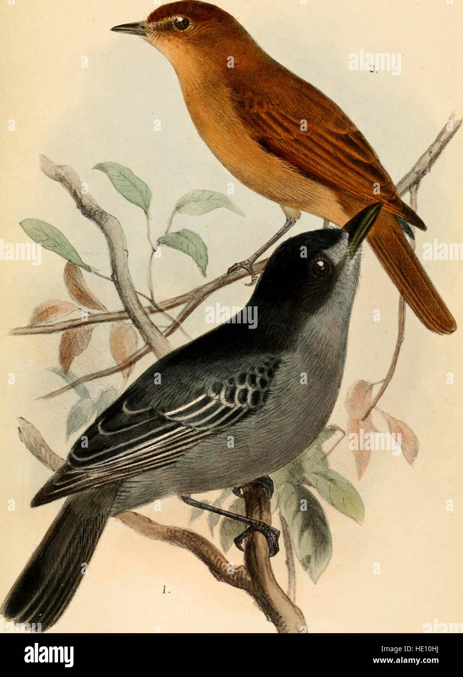 This 1888 catalogue lists the bird species housed in the British Museum