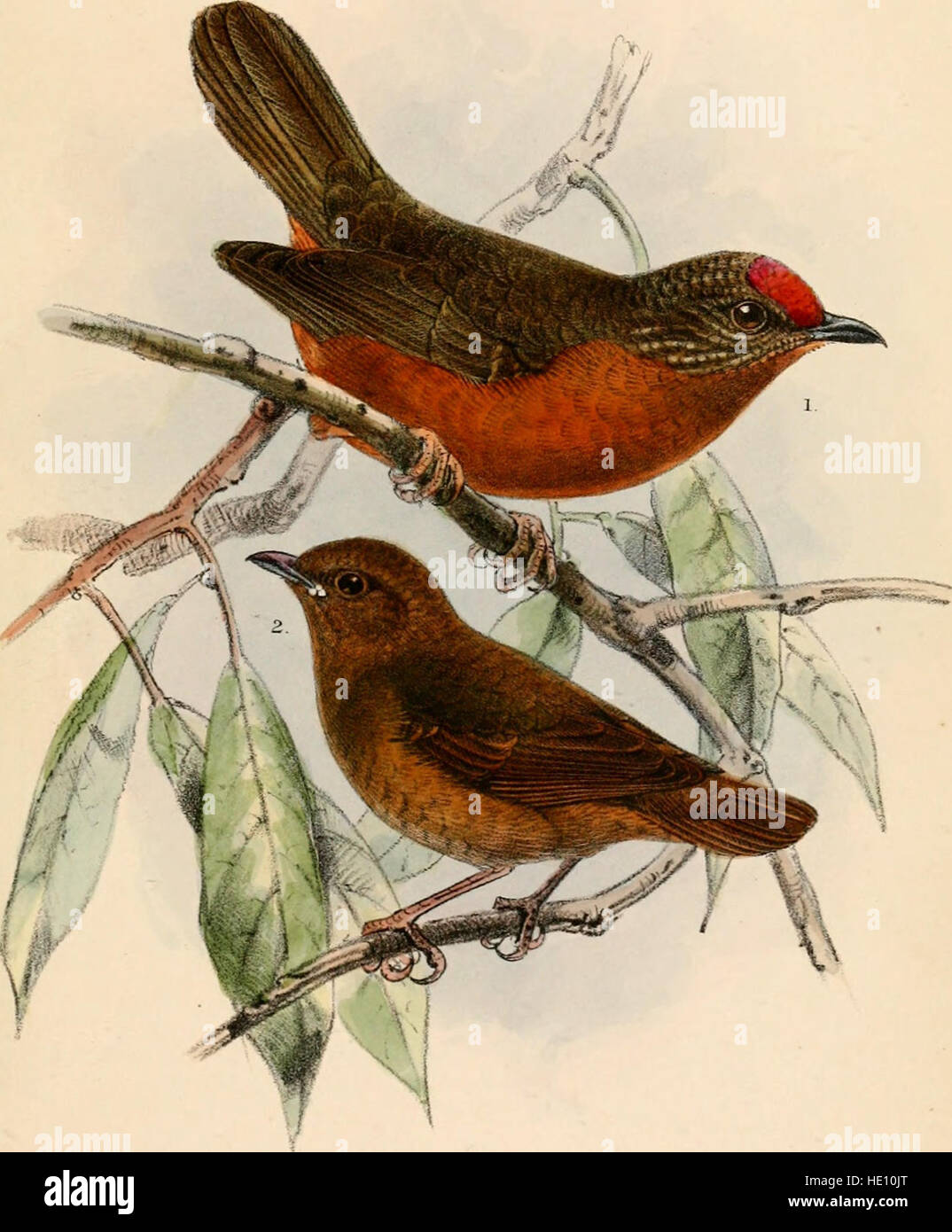 This 1885 catalogue provides a comprehensive listing of bird species