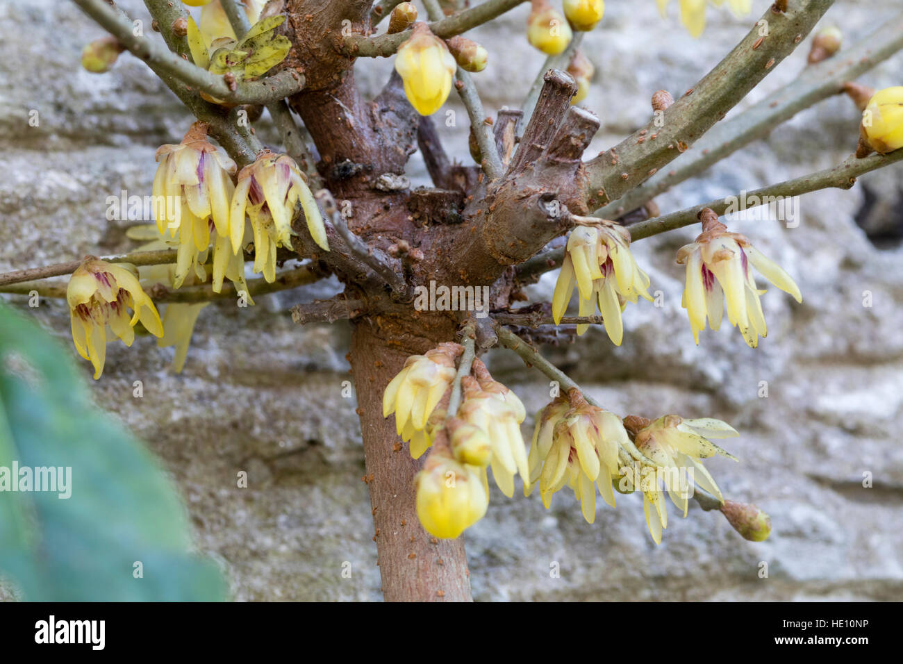 Yellow winter flowers of the rare form of the wintersweet, Chimonanthus praecox 'Trenython' Stock Photo