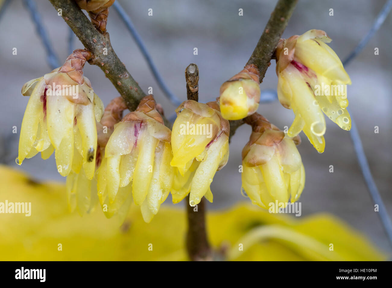 Yellow winter flowers of the rare form of the wintersweet, Chimonanthus praecox 'Trenython' Stock Photo