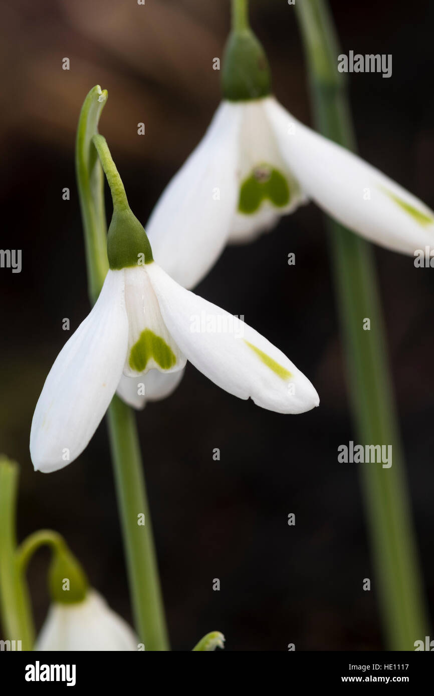 December flowers of the selected form of the giant snowdrop, Galanthus elwesii var. monostictus 'SmaragdSplitter' Stock Photo