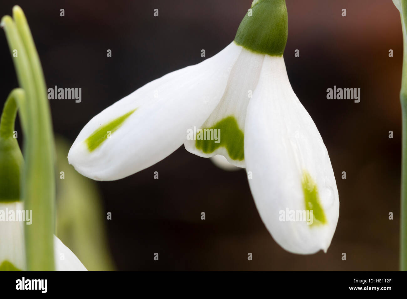 Single December flower of the selected form of the giant snowdrop, Galanthus elwesii var. monostictus 'SmaragdSplitter' Stock Photo