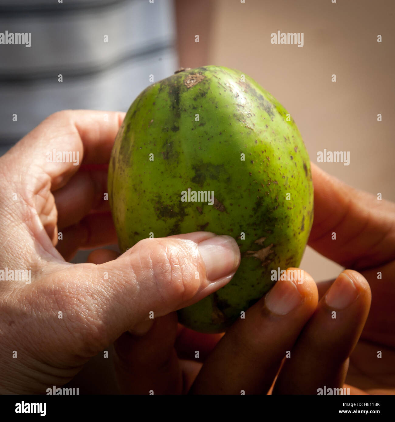 Hands holding african plum Stock Photo