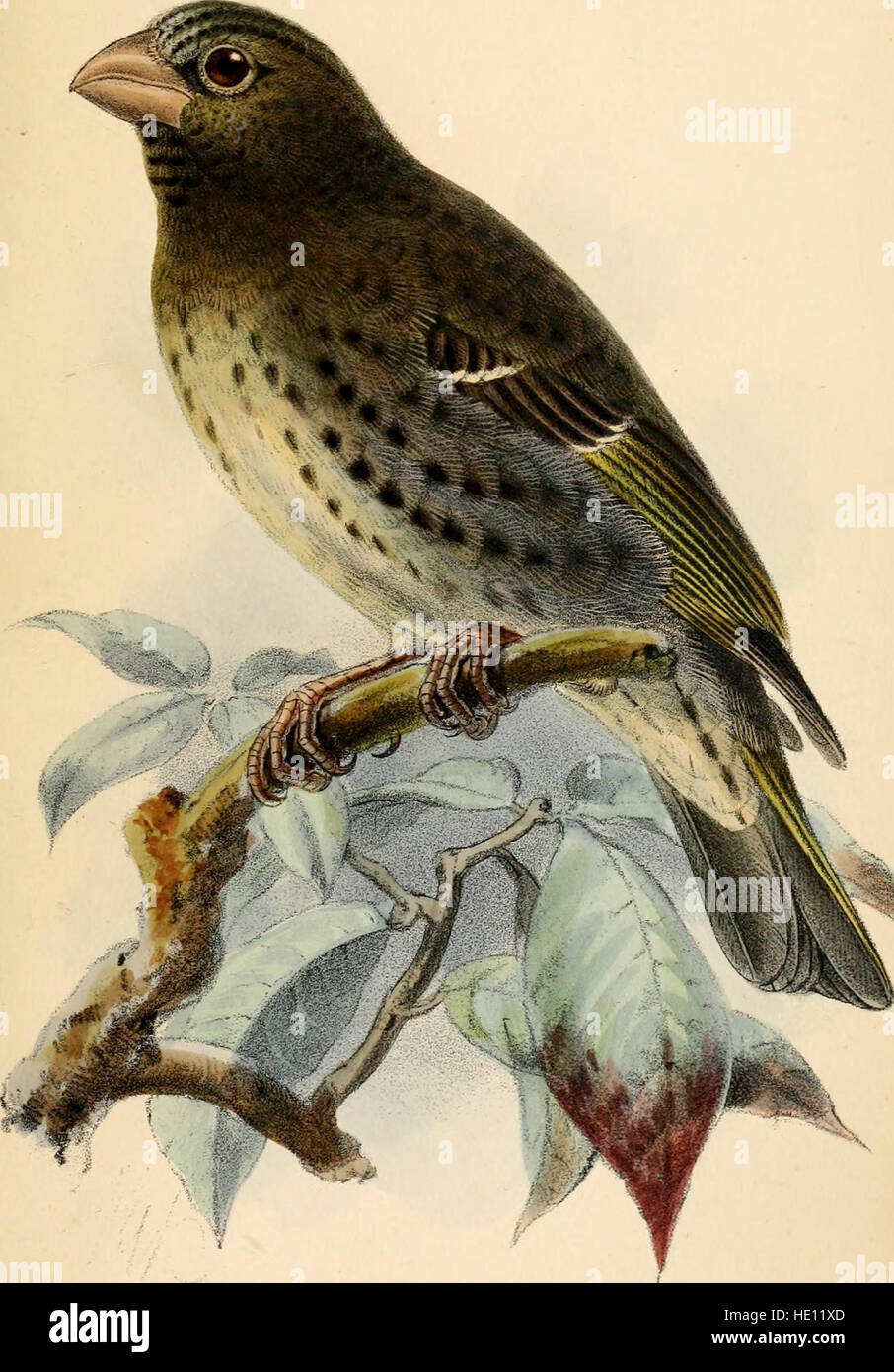 This 1888 catalog provides a comprehensive listing of bird species