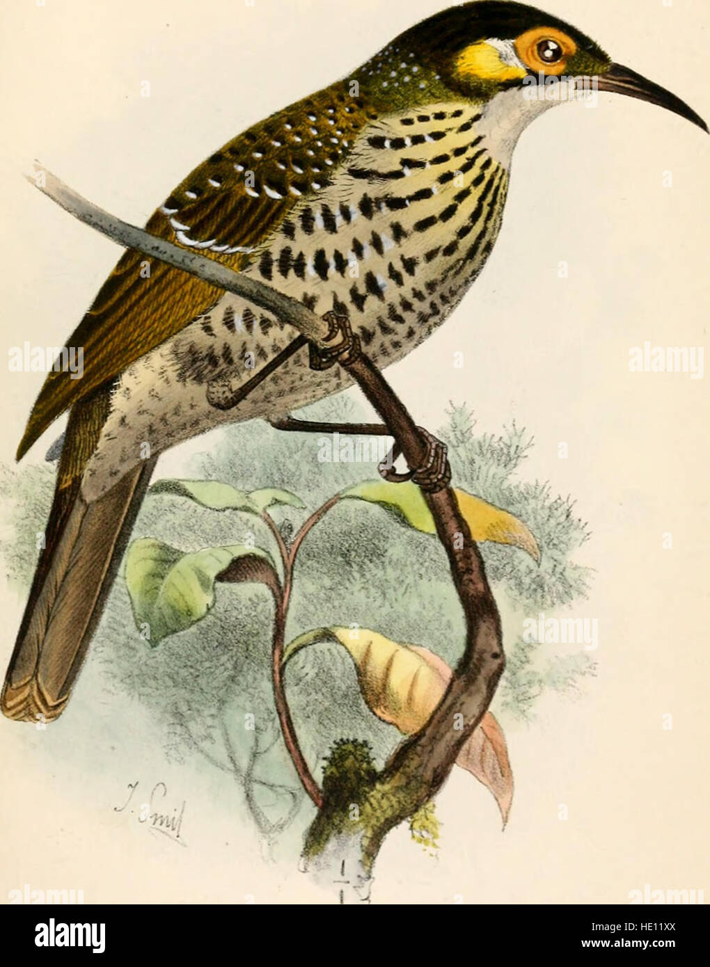 This 1884 catalogue lists the bird species housed in the British Museum