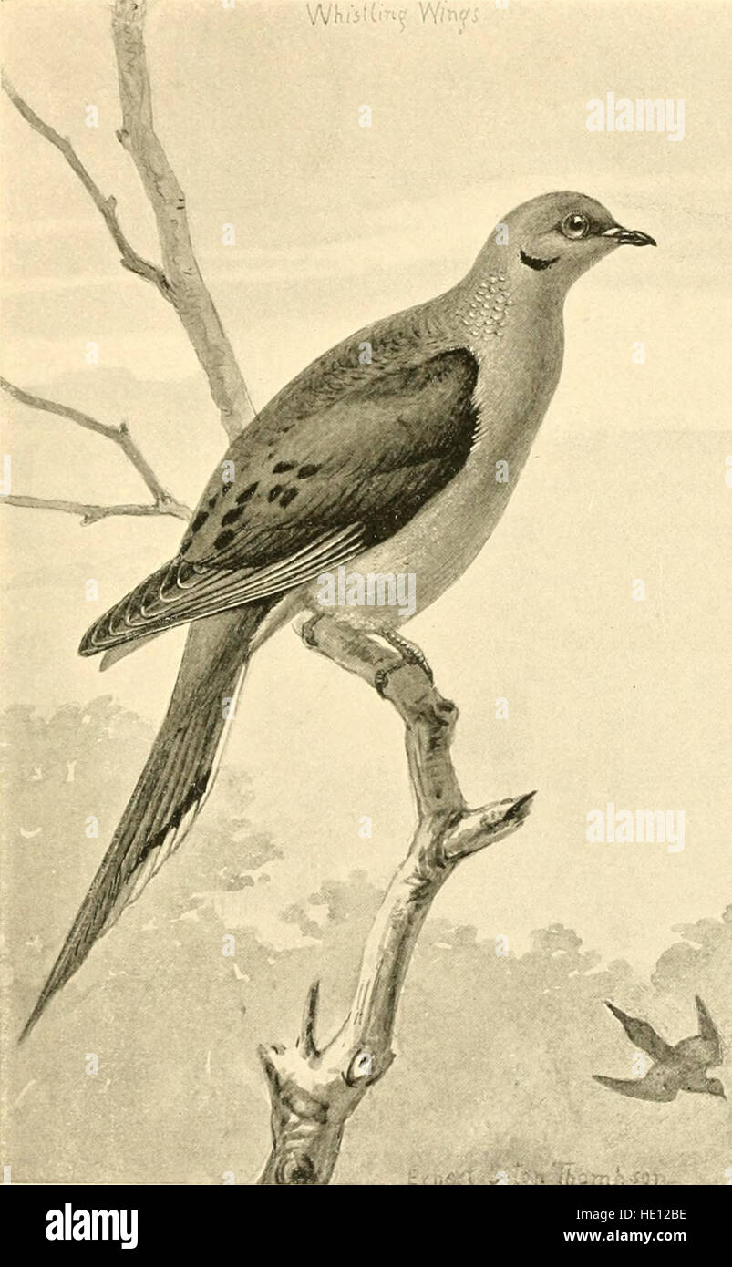 This 1897 guide offers a detailed overview of common bird species in ...