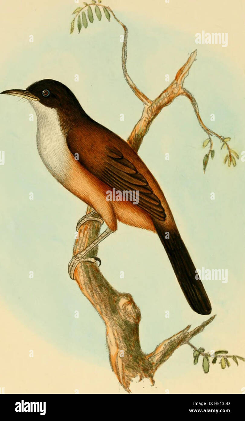 Illustrations of Indian ornithology - containing fifty figures of new, unfigured and interesting species of birds, chiefly from the south of India (1847) Stock Photo