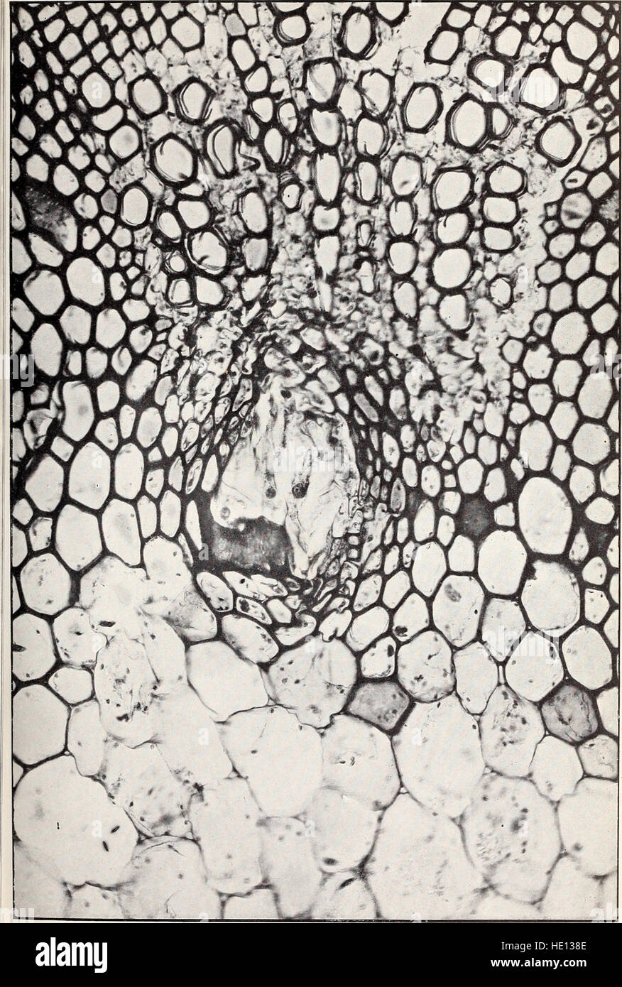 This 1912 work examines the structure, causes, and development of crown ...