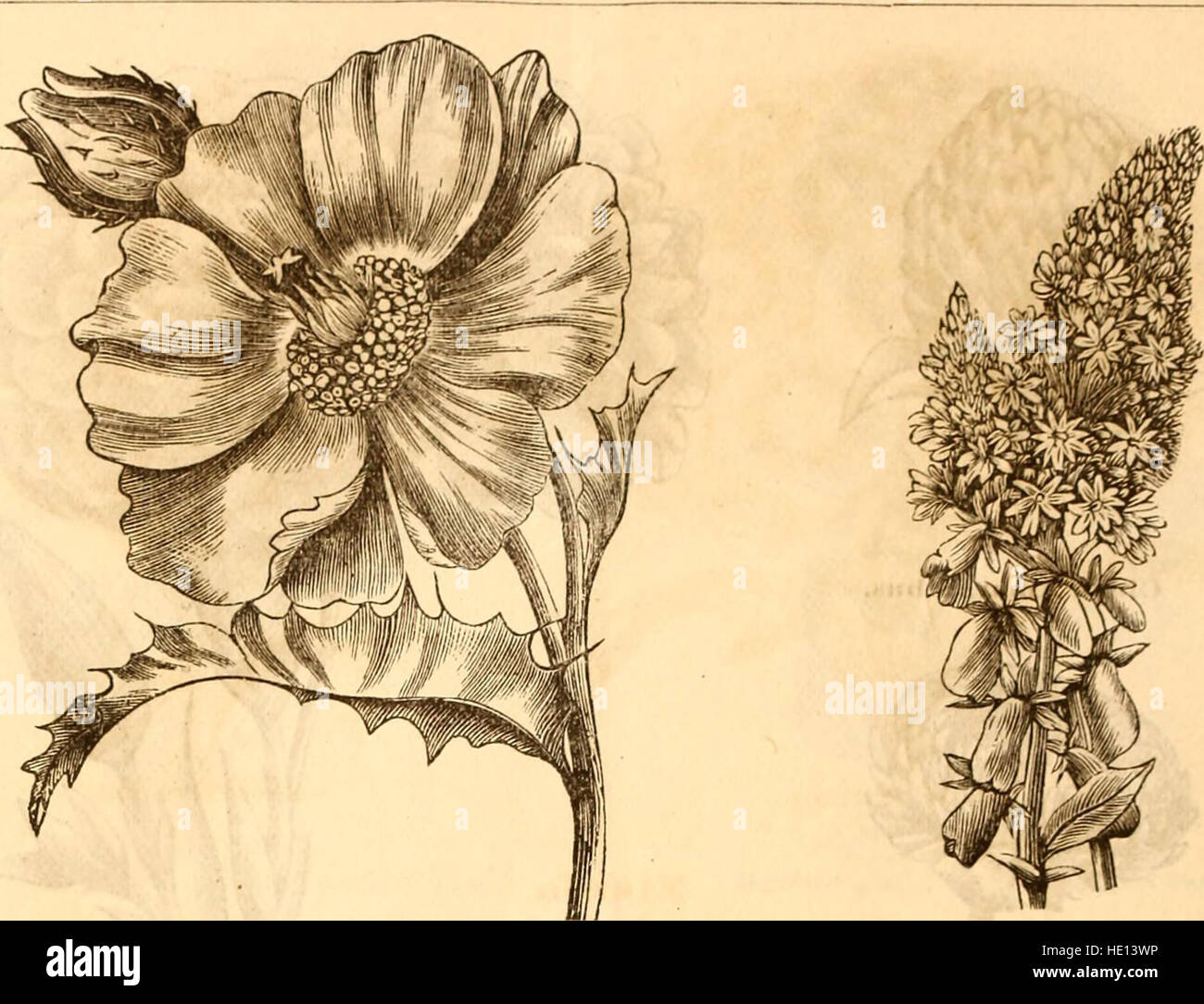 R.H. Shumway's annual illustrated garden guide and seed catalogue