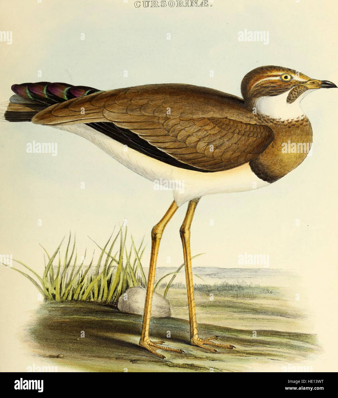 *The Genera of Birds* (1849) is a comprehensive work on bird ...