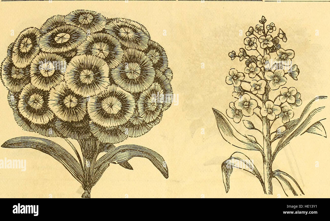 R.H. Shumway's annual illustrated garden guide and seed catalogue